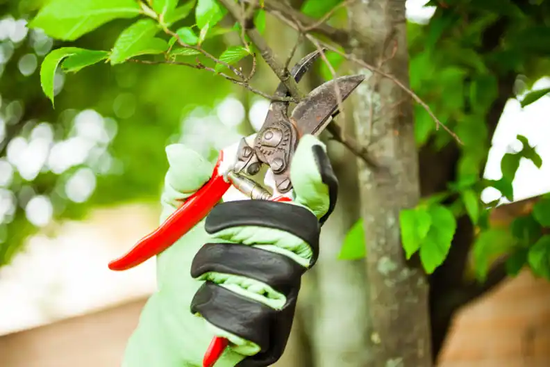 Expert Tree Pruning Service Lenexa, KS