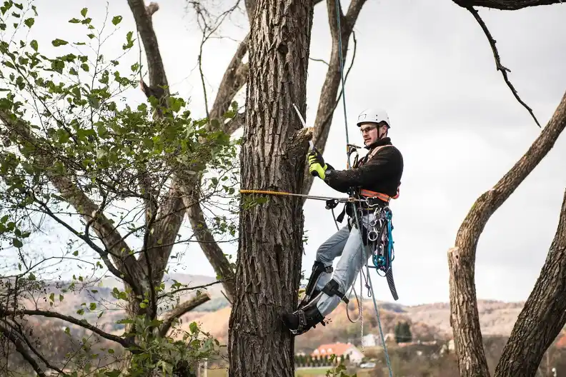 Expert Tree Removal Service Lenexa, KS