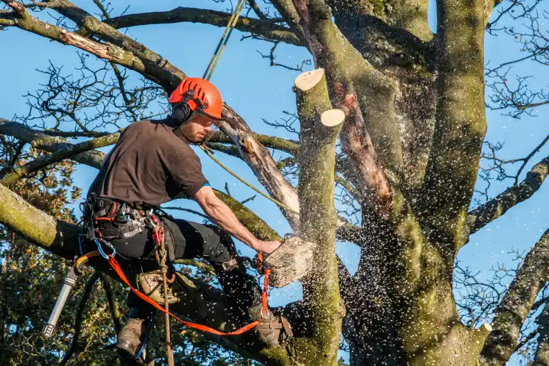 Expert Tree Trimming Service Lenexa, KS