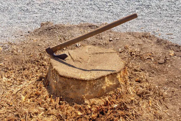 How To Remove A Palm Tree Stump in Olathe, KS How To Remove A Palm Tree Stump in Olathe, KS