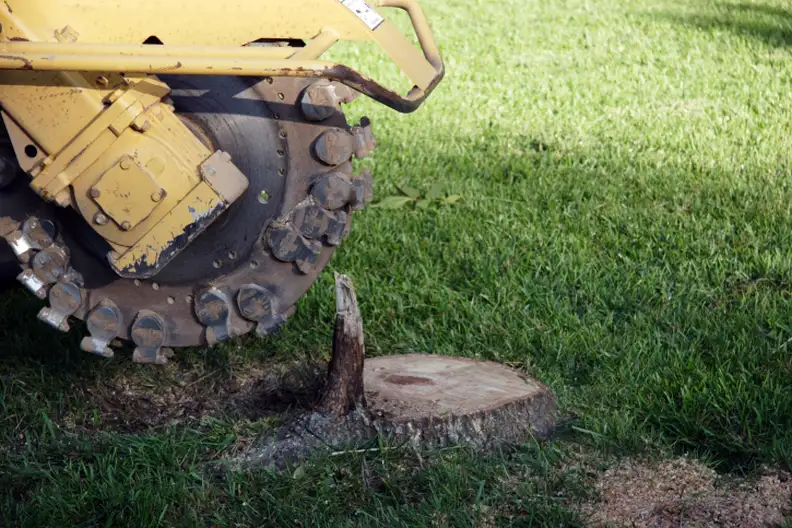 Professional Stump Grinding Services In Lenexa, KS