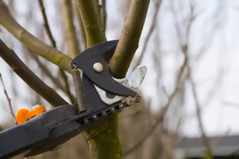 Professional Tree Pruning Service In Lenexa, KS