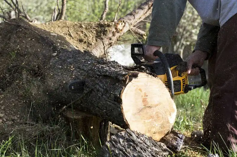 Professional Tree Removal Service In Lenexa, KS