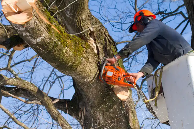 Professional Tree Trimming Service In Lenexa, KS