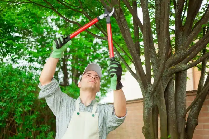 Reliable Tree Pruning Service, Lenexa, KS