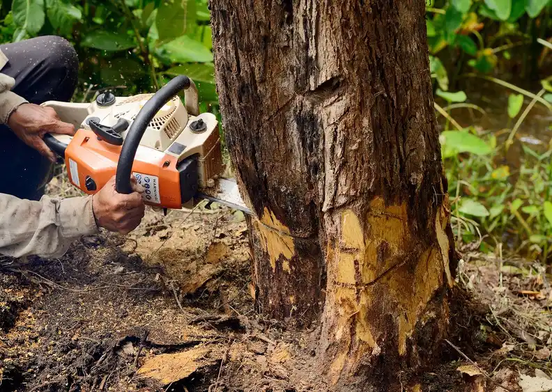 Reliable Tree Removal Service, Lenexa, KS