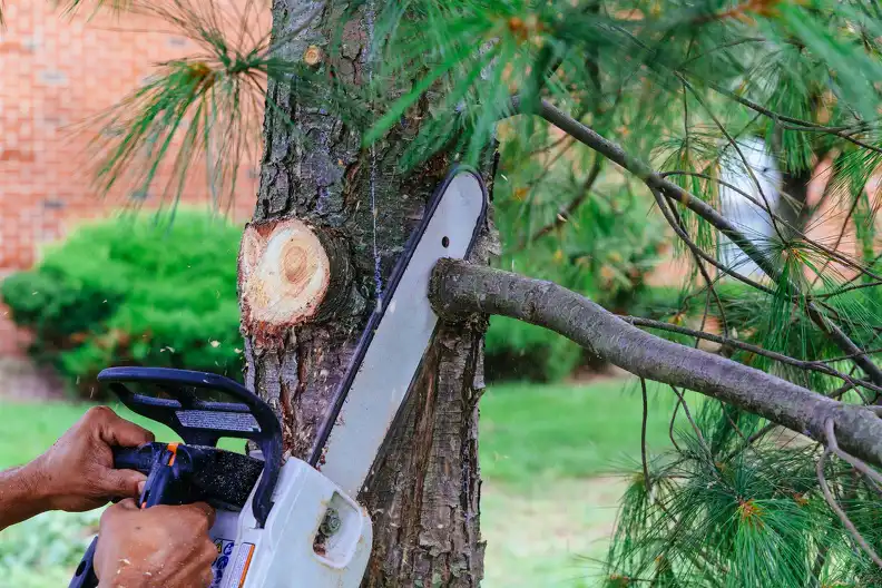 Reliable Tree Trimming Service, Lenexa, KS