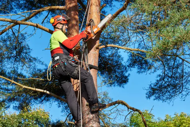 When To Trim Trees in Olathe, KS When To Trim Trees in Olathe, KS